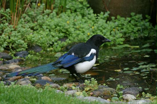 Magpie <i>Pica pica</i>