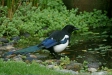 Magpie