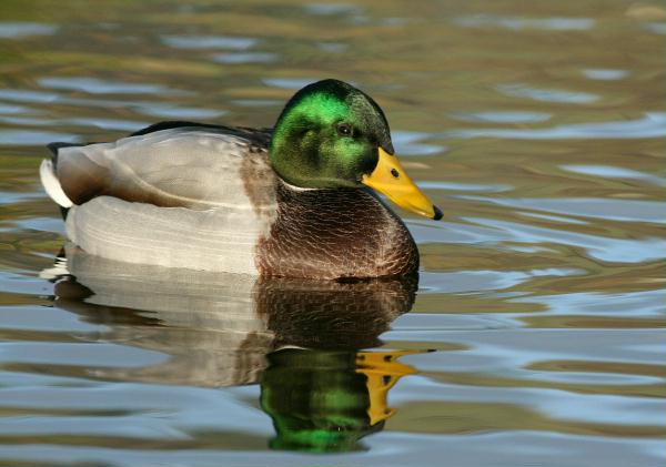 Mallard <i>Anas platyrhynchos</i>