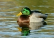 Mallard