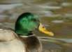 Mallard