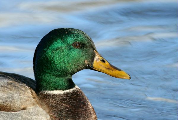 Mallard <i>Anas platyrhynchos</i>