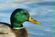 Mallard