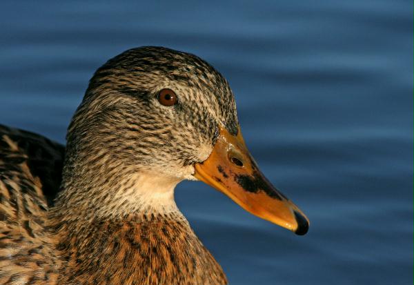 Mallard <i>Anas platyrhynchos</i>
