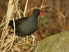 Moorhen