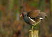 Moorhen