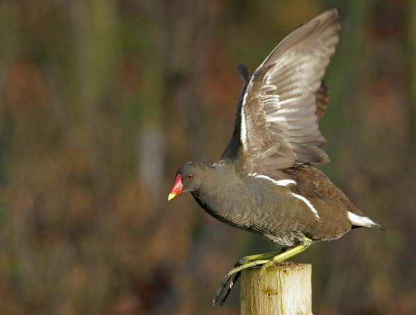 Moorhen <i>Gallinula chloropus</i>