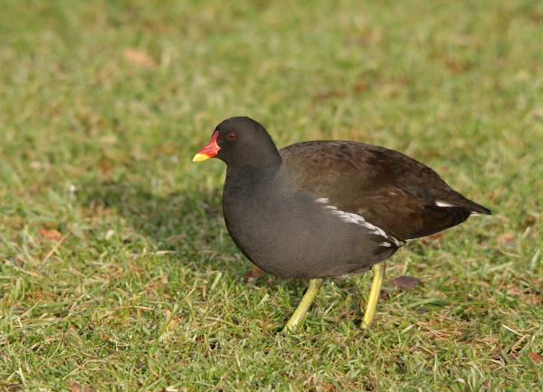 Moorhen <i>Gallinula chloropus</i>