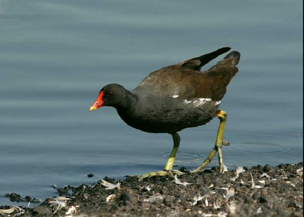 Moorhen <i>Gallinula chloropus</i>