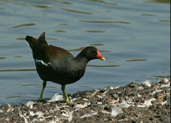 Moorhen <i>Gallinula chloropus</i>