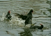 Moorhen