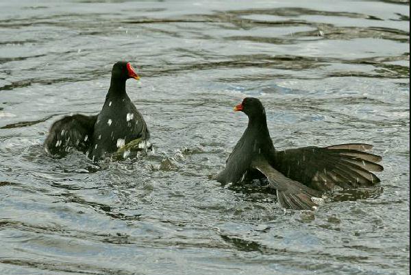 Moorhen <i>Gallinula chloropus</i>