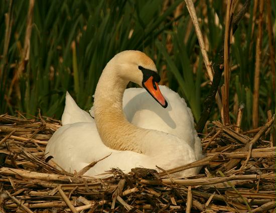 Mute Swan <i>Cygnus olor</i>