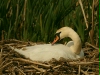 Mute Swan <i>Cygnus olor</i>