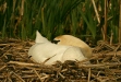 Mute Swan <i>Cygnus olor</i>