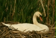 Mute Swan <i>Cygnus olor</i>