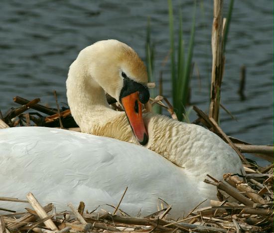 Mute Swan <i>Cygnus olor</i>