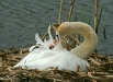 Mute Swan <i>Cygnus olor</i>
