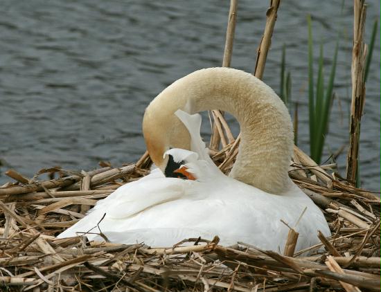 Mute Swan <i>Cygnus olor</i>