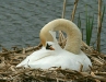 Mute Swan <i>Cygnus olor</i>