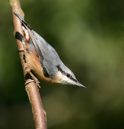 Nuthatch <i>Sitta europaea</i>