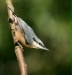 Nuthatch <i>Sitta europaea</i>