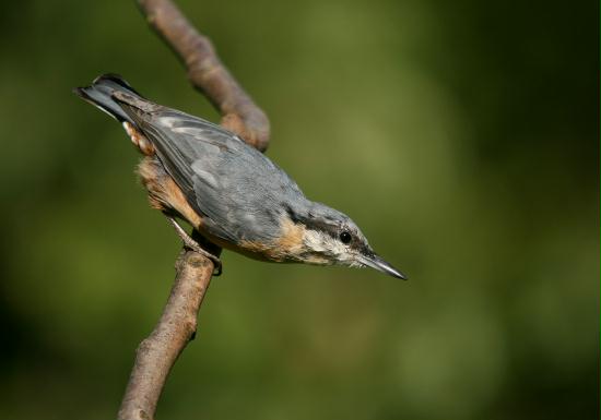 Nuthatch <i>Sitta europaea</i>