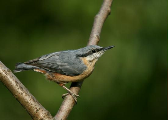 Nuthatch <i>Sitta europaea</i>