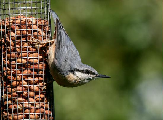 Nuthatch <i>Sitta europaea</i>