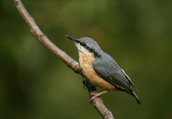 Nuthatch <i>Sitta europaea</i>