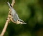 Nuthatch <i>Sitta europaea</i>