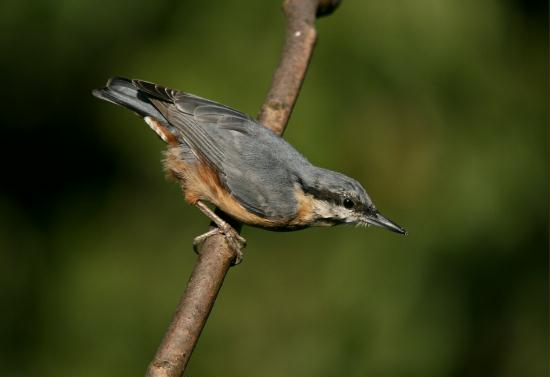 Nuthatch <i>Sitta europaea</i>