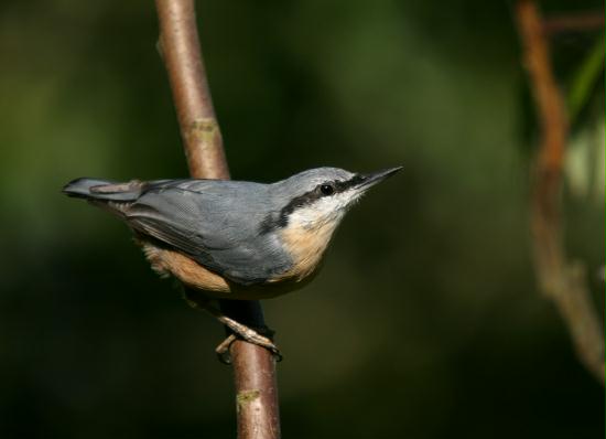 Nuthatch <i>Sitta europaea</i>