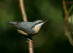 Nuthatch <i>Sitta europaea</i>