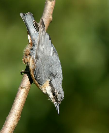 Nuthatch <i>Sitta europaea</i>