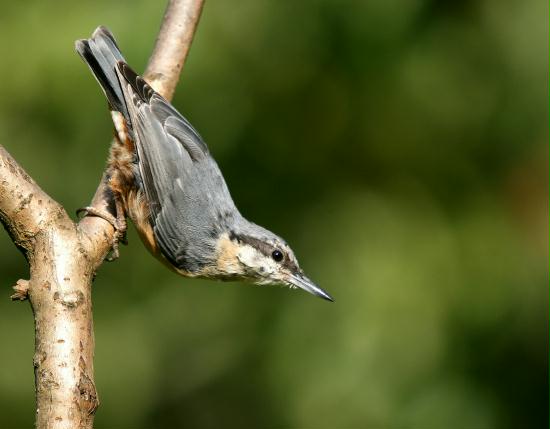 Nuthatch <i>Sitta europaea</i>