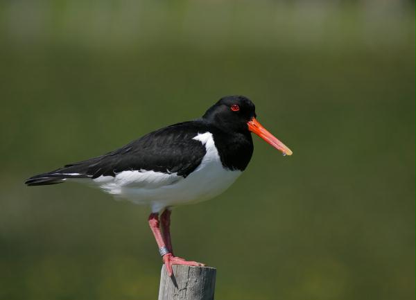 Oystercatcher <i>Haematopus ostralegus</i>