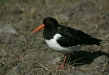 Oystercatcher
