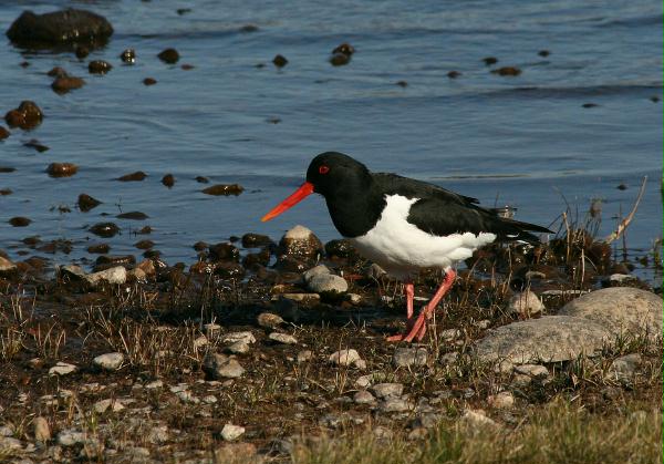 Oystercatcher <i>Haematopus ostralegus</i>