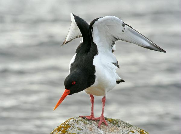 Oystercatcher <i>Haematopus ostralegus</i>
