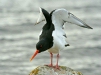Oystercatcher