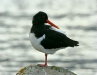 Oystercatcher
