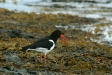 Oystercatcher