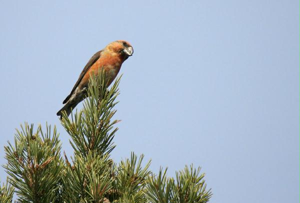 Parrot Crossbill<i>Loxia pytyopstittacus</i>