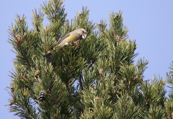 Parrot Crossbill<i>Loxia pytyopstittacus</i>
