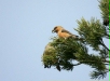 Parrot Crossbill
