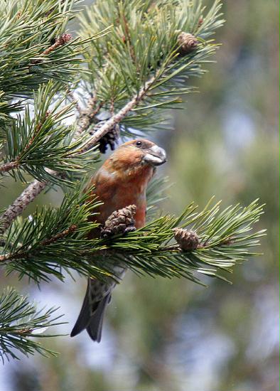 Parrot Crossbill<i>Loxia pytyopstittacus</i>