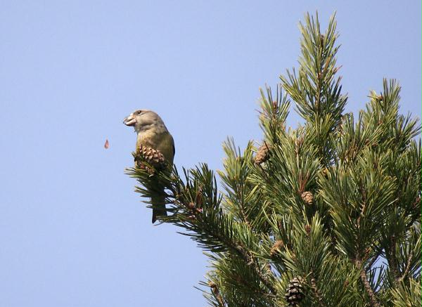 Parrot Crossbill<i>Loxia pytyopstittacus</i>