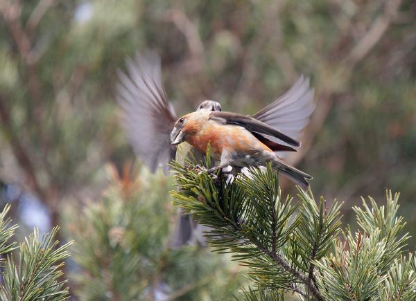 Parrot Crossbill<i>Loxia pytyopstittacus</i>