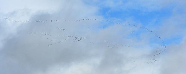 Pink-footed Goose <i>Anser brachyrhynchus</i>